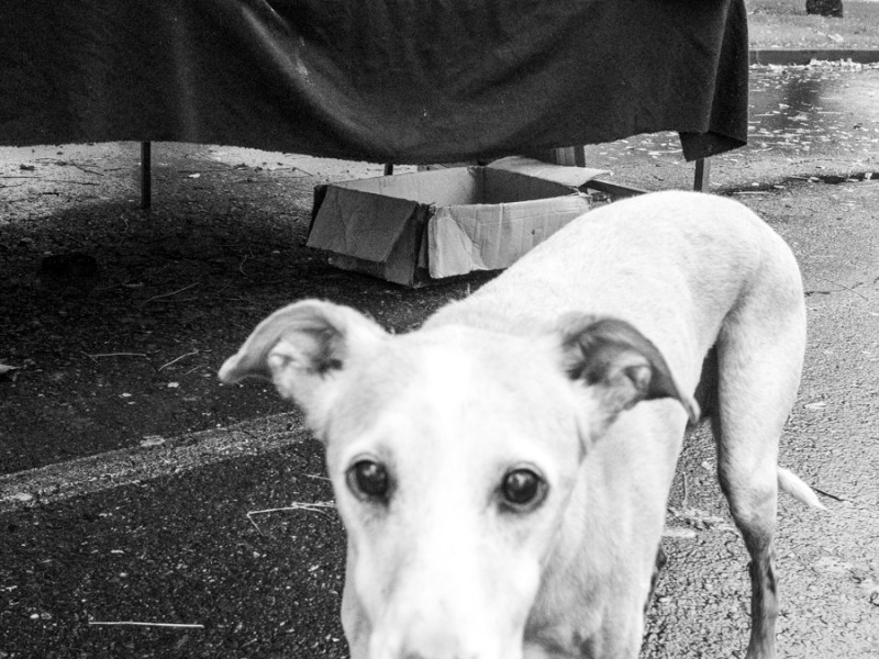 Domingo de mercadillo